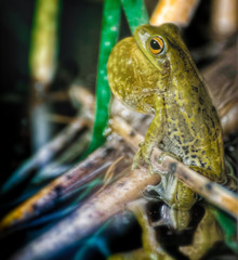 Frog on a branch