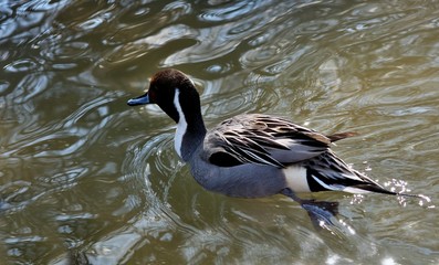 The northern Pintail. on the river. Natural scene from Wisconsin.