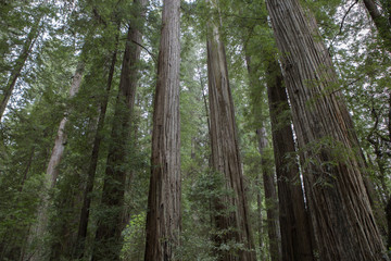 Coastal Redwoods