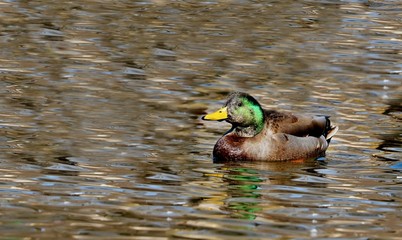 Mallard duck in winter. Natural scene from Wisconsin conservation area.