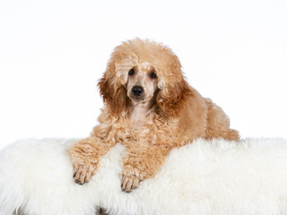 Cute toy poodle puppy  portrait. Imake taken in a studio with white background.