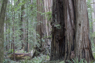 California Redwoods