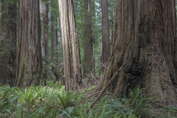 California Redwoods