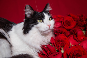 Portrait of a fluffy, black and white cat lying on red roses and petals.