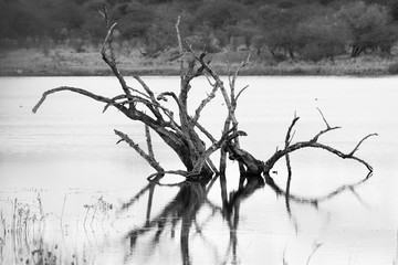 dead tree in lake