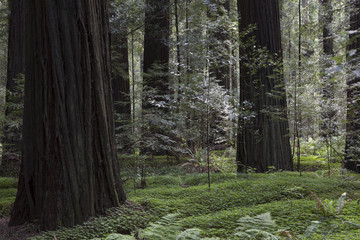 Fototapeta premium The Redwoods