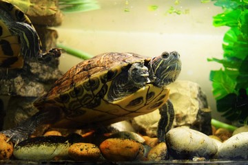 turtle in water