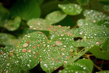 Fototapeta na wymiar Glistening droplets over green leaves after a brief summer rain.