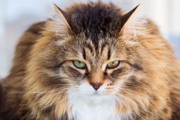 Pretty cat face in relax, siberian breed