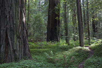 The Redwoods