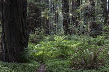 The Redwoods