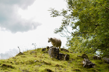 sheep on a hill