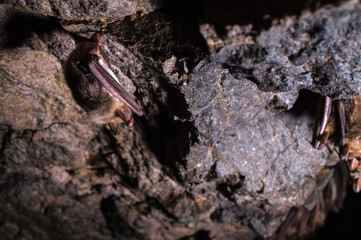 A wild some bats hangs in a dream on the ceiling of a stone cave. Little bats in the North Caucasus
