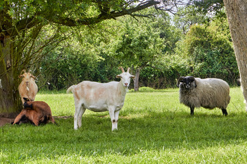 Fototapeta premium 4 goats under green trees in the shade
