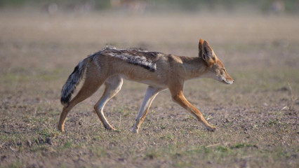 Fototapeta na wymiar Black-backed jackal walking away