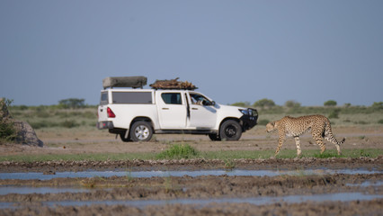 Fototapeta premium Tourist photographing a Cheetah