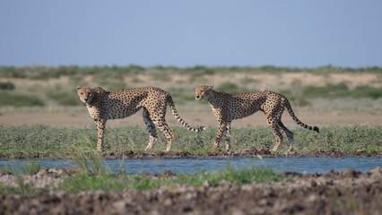 Two Cheetahs around a water hole
