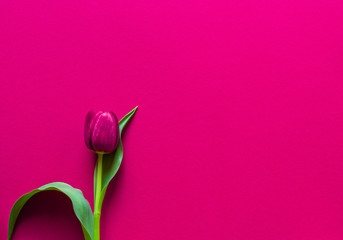 Swieze kwiaty. Tulipan na czerwonym tle. Dojrzale kwiaty. Wyizolowane z tla. Pojedynczy kwiat....