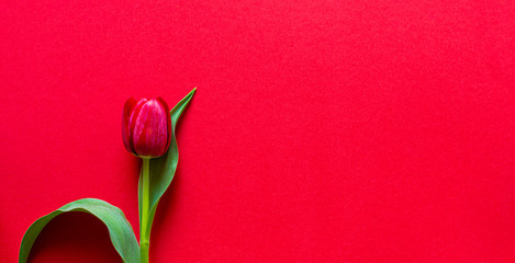 Swieze kwiaty. Tulipan na czerwonym tle. Dojrzale kwiaty. Wyizolowane z tla. Pojedynczy kwiat. Swieza roslinnosc. © ff25