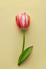 Single tulip on a neutral yellow background viewed from above. Top view