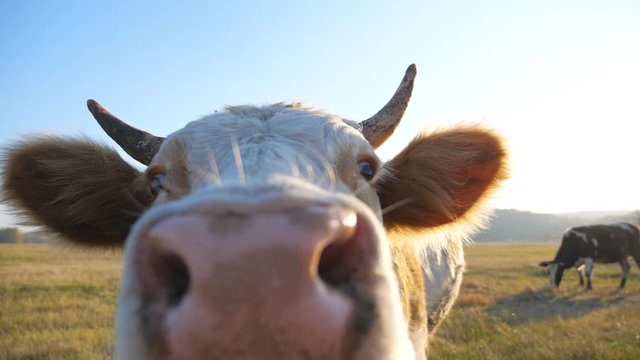 Curious cow looking into camera and sniffing it. Cute friendly animal grazing in meadow showing curiosity. Cattle on pasture. Scenic countryside landscape at background. Farming concept. Slow motion