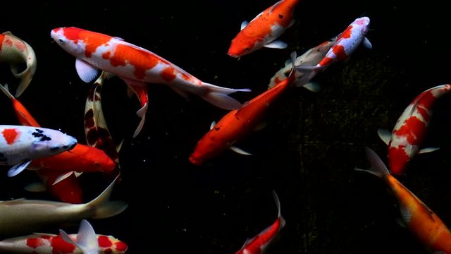 Koi fish swim footage view with dark background
