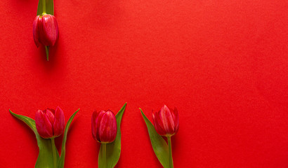 Swieze kwiaty. Tulipan na czerwonym tle. Dojrzale kwiaty. Wyizolowane z tla.