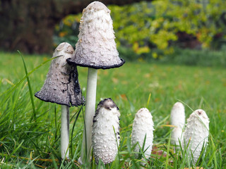 Close-up of wild edible Shaggy Mane or Shaggy ink cap mushrooms in grass on a sunny autumn day in...