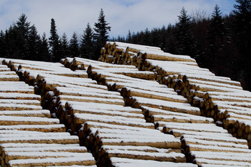 Fototapeta premium Snow covered wooden logs