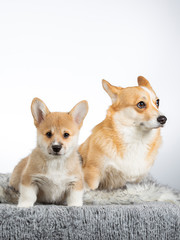 Cute little Corgi puppy with adult dog. Image taken in a studio with white background.