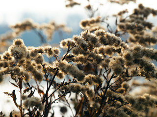Colors of Autumn brown with white flowers in the forest