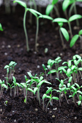 Tray with young tomato sprouts on the windowsill. Growing seedlings at home.