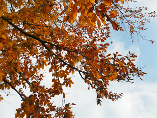 Colors of Autumn orange leaves on a tree