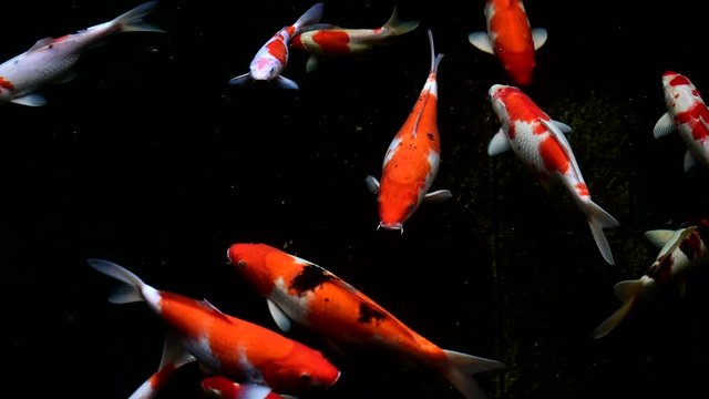 Colorful Koi fish swim footage close up view with dark background