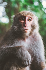 A Formosan macaque in mountains of Kaohsiung city, Taiwan, also called Macaca cyclopis