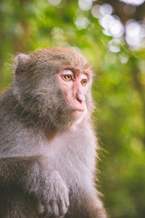 A Formosan macaque in mountains of Kaohsiung city, Taiwan, also called Macaca cyclopis