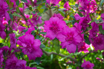 Pink azalea bush on a background of green leaves. Delightful purple azalea flowers. Beautiful flowers close up. Season of flowering azaleas.