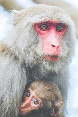 Fototapeta premium A Formosan macaque in mountains of Kaohsiung city, Taiwan, also called Macaca cyclopis