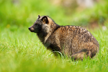 Wild raccoon dog, nyctereutes procyonoides, observing surroundings in summertime. Mammal looking aside while standing on a green lawn. Animal with fur standing on a meadow. © WildMedia