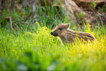 Cute wild boar, sus scrofa, standing on meadow in springtime at sunset with copy space. Striped young animal looking in sunny weather from side. Alone brown mammal in nature.