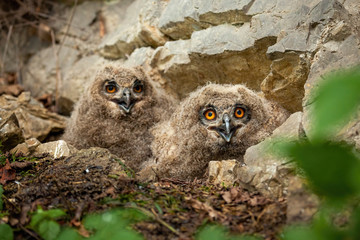 Surprised eurasian eagle-owl, bubo bubo, chicks on nest in spring nature. Small owls sitting in nest under cliff and watching from low angle view. Animal wildlife in natural environment.