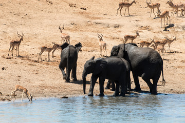 Eléphant d'Afrique, Loxodonta africana, Impala,Aepyceros melampus, Parc national Kruger, Afrique du Sud