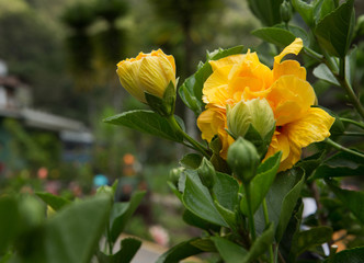 Flowers Andes Peru