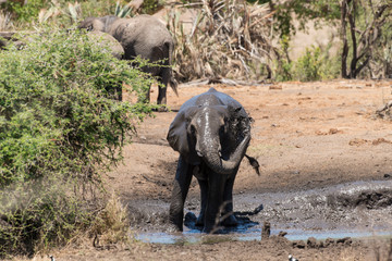 Fototapeta premium Eléphant d'Afrique, Loxodonta africana, Parc national Kruger, Afrique du Sud