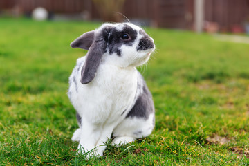 portrait of a mixed breed pet rabbit