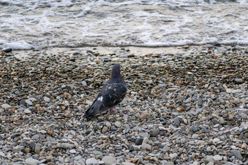 Dark blue and colored pigeons walking along the seashore, near a large salt water. Landscape with...