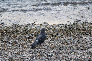 Dark blue and colored pigeons walking along the seashore, near a large salt water. Landscape with birds and a stone the smooth pebbles