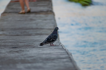 Dark blue and colored pigeons walking along the seashore, near a large salt water. Landscape with...