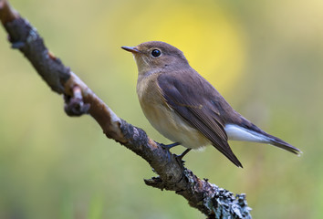 Young female Red-breasted flycatcher (ficedula parva) full body graceful posing on small branch with clean background 