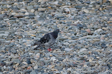 Dark blue and colored pigeons walking along the seashore, near a large salt water. Landscape with...